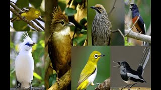 Terapi Burung Macet Bunyi Sangat Ampuh  dan Burung Stres Dengan Suara Air Hujan