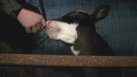Farmer uses mouth-to-nose CPR to save a newborn calf