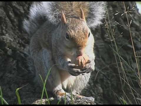 Video: Gli scoiattoli possono avere la rabbia?