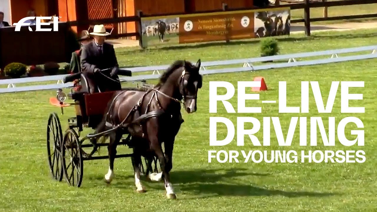 RE-LIVE - Day 1 (1/2) (Quali) - FEI World Driving Championships for Young Horses 2018 | Mezöhegyes horseshoe bend