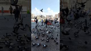 kabootar chowk in Makkah kabootarchowk makkah shortvideo youtubeshorts islamicshorts shorts