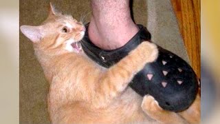 Shoes, The Biggest Enemy Of Cats And Dogs - Funny Pet Videos