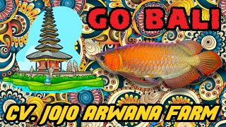 CV. JOJO ARWANA FARM - ARWANA SUPER RED PRO SHOP TERBESAR DI BALI. BANYAK ARWANA UNIK DI TEMPAT INI