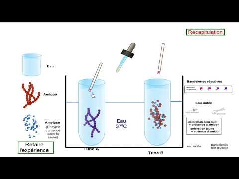 la digestion de l&rsquo;amidon in vitro