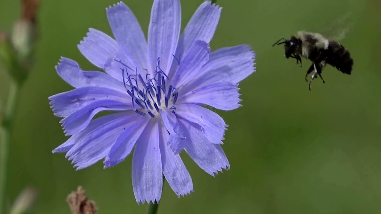 A Closer Look at Chicory - YouTube