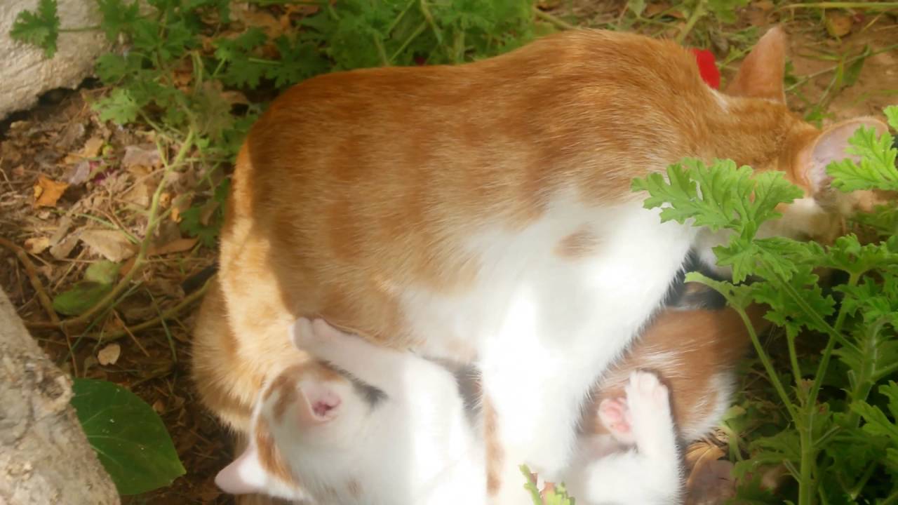 Katzen Mutter stillt ihre Babys ) YouTube Katzen Mutter stillt ihre Babys ) YouTube
