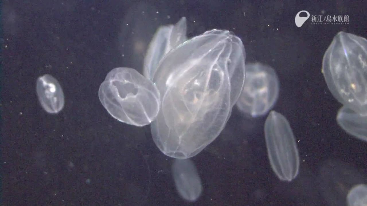 クラゲを食べるクラゲ The Jellyfish Which Eats A Jellyfish Youtube