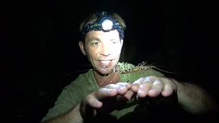 Crazy Giant Cave-House Centipede! Sting? #centipede #giantcentipede #housecentipede #insects #scary