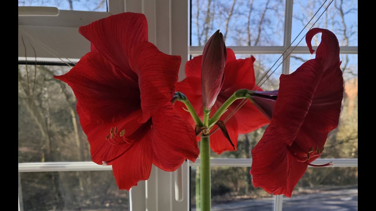 Гіпеаструм Red Paradise 🌺 з червоним листям - огляд сорту ізраїльської селекції