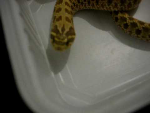 snake oil