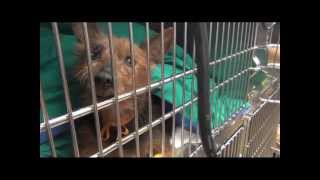 Banfield Pet Hospital Partners with Multnomah County Animal Shelter
