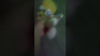 mr game and watch thinks that tails is going to attack him