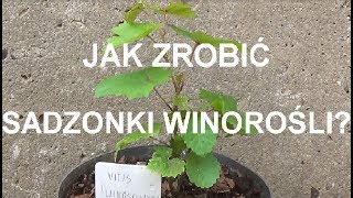 ROZMNAŻANIE WINOROŚLI - krok po kroku