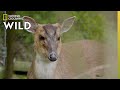 The Barking Deer | Secrets of the Zoo