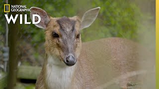 The Barking Deer | Secrets of the Zoo