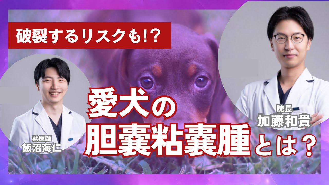 獣医師が解説！！胆嚢粘液嚢腫とは⁈