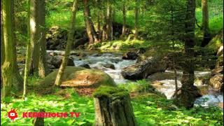 MASTERAN SIAMANG JERNIH