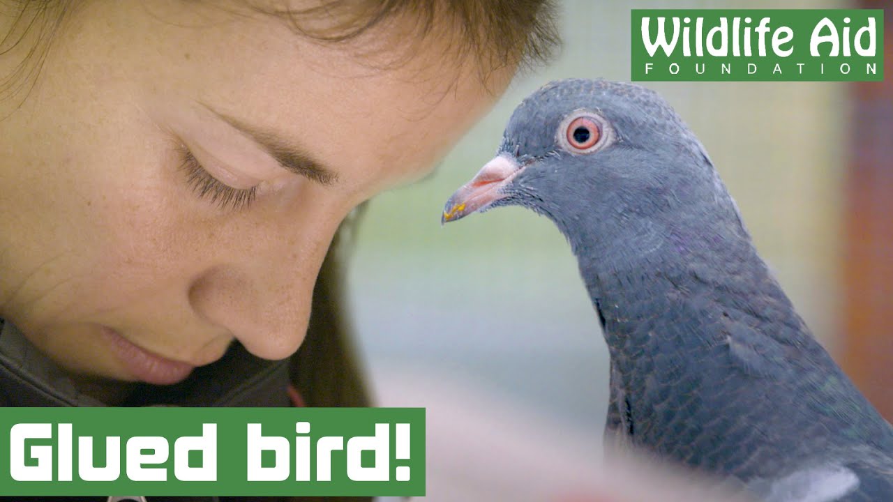 This bird is covered in GLUE! Can we save it?! YouTube