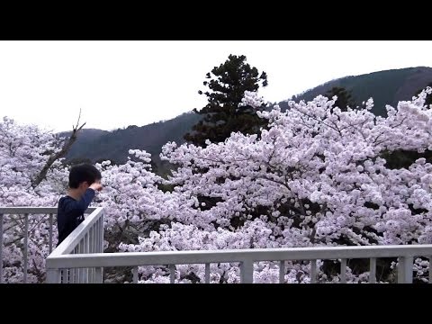 三次市 尾関山公園の桜 展望台から Youtube