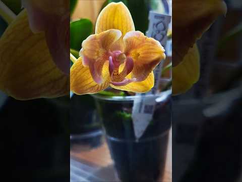 Метелик без нюансів