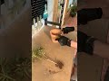 نقل الصبار من وعاء صغير الي وعاء كبير نقل الصبار من وعاء صغير الي وعاء كبير