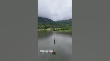 Cây thốt nốt cô đơn