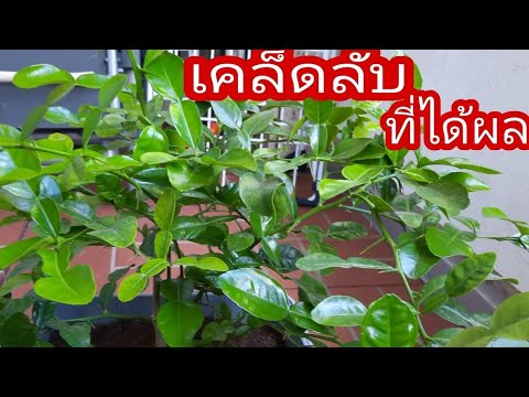วีดีโอ: เรียนรู้วิธีการดูแลต้นมะกรูด