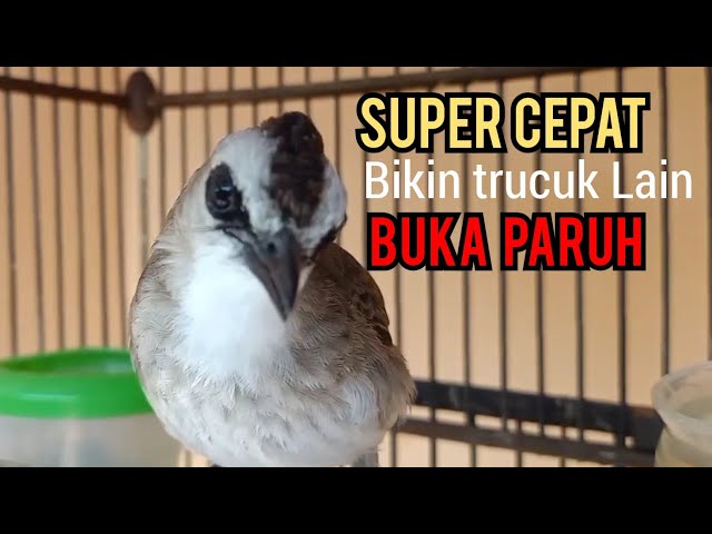 trucukan gacor Suara Rol KERAS Ngeplong Emosi ini Ampuh membuat trucuk Lain cepat Nyaut BUKA PARUH class=