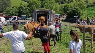 Feria de Gandarilla. Recogiendo el Ganado. (Video Corto).