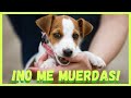 ¿Tienes un CACHORRO que MUERDE MUCHO Manos y pies? 😓 TE INTERESARÁ👈