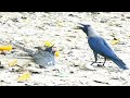 crow attack baby cuckoo #fight #bird #nature #viral #hunter #baby #birdlife #birdwatching #bird