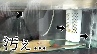 【まぶし】水槽を掃除して、ガサガサで大量のエサ捕獲してきた！