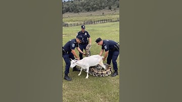 🚨 Police Hero Saves Goat from Giant Python 🐍🐐 #wildlife #animalrescue #pythonattack #wildliferescue