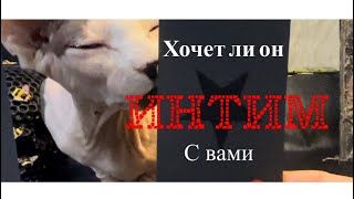 ХОЧЕТ ЛИ ОН БЛИЗОСТИ С ВАМИ? Гадание на таро