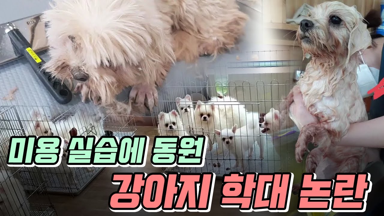 울산MBC 미용 실습견 보도 영상 대표 이미지