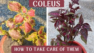 Planting Coleus Plants | How To Take Care Of Them | Best Place To Keep Coleus Plants