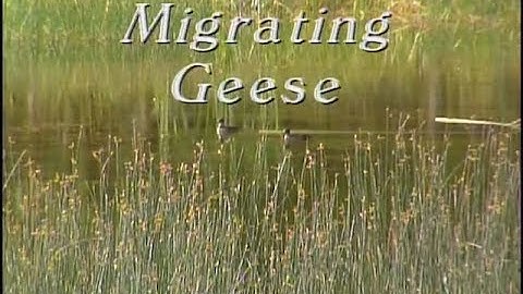 "Migrating Geese" Homespun Holidays