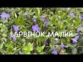 Барвінок. Барвінок малий. Vinca minor.