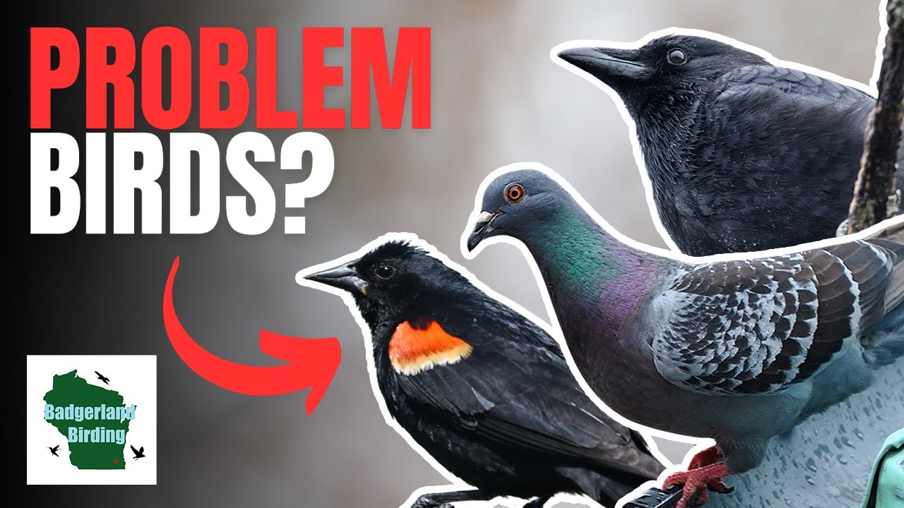 5 More Common Backyard Birds YOU Don't Want at Your Bird Feeder