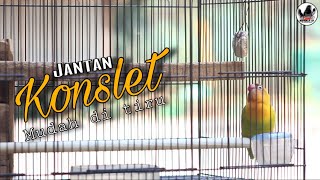 Mudah ditiru | masteran jantan konslet dobelan suara kering