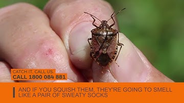Brown marmorated stink bugs - Catch it. Call us.