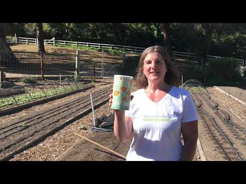 Vídeo: Matilija Poppy Planting - Como cultivar papoulas Matilija em seu jardim