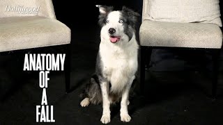 Behind the Scene: How the Dog from 'Anatomy of a Fall' Learned to Play Dead on Screen
