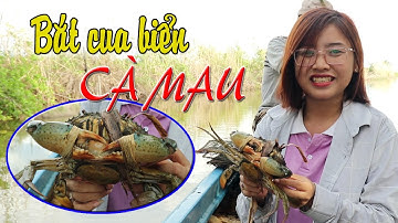 Săn bắt cua biển trong rừng ngập mặn ở Cà Mau