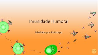 Resposta Imune Humoral; Imunidade Humoral; Ativação dos linfócitos B; Produção de anticorpos.