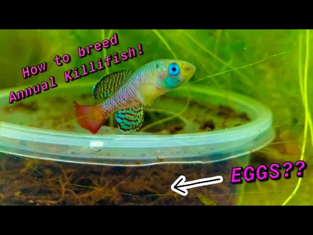 How to Breed Annual Killifish (Nothobranchius) 