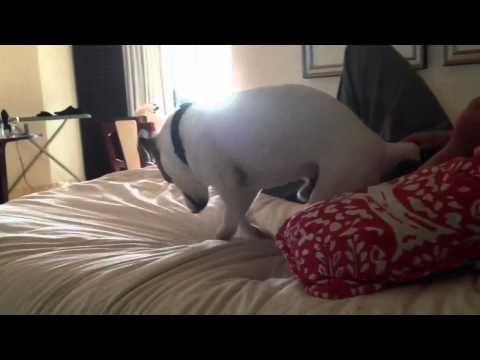 Dog digging the bed