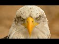صوت النسر Eagle Sound