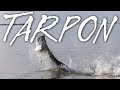 Everything to know about tarpon fishing in florida  s20 e6