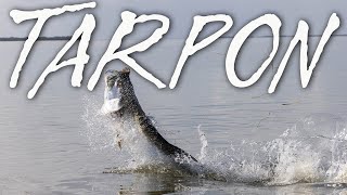 Everything to Know About Tarpon Fishing in Florida | S20 E6 screenshot 4